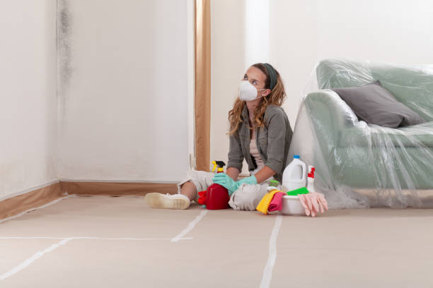Reliable Mold Remediation contractor in Harrellsville, NC by Cheap Mold Removal